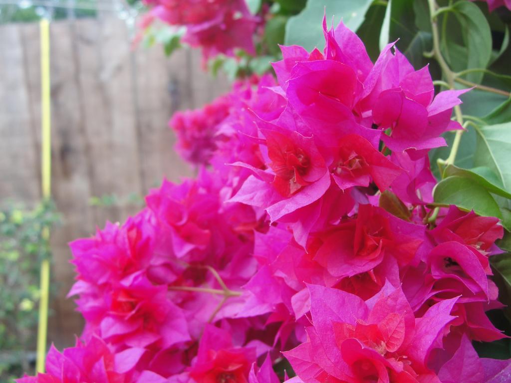 Recanto Do Encanto ฟลอเรียนอโปลิส ภายนอก รูปภาพ